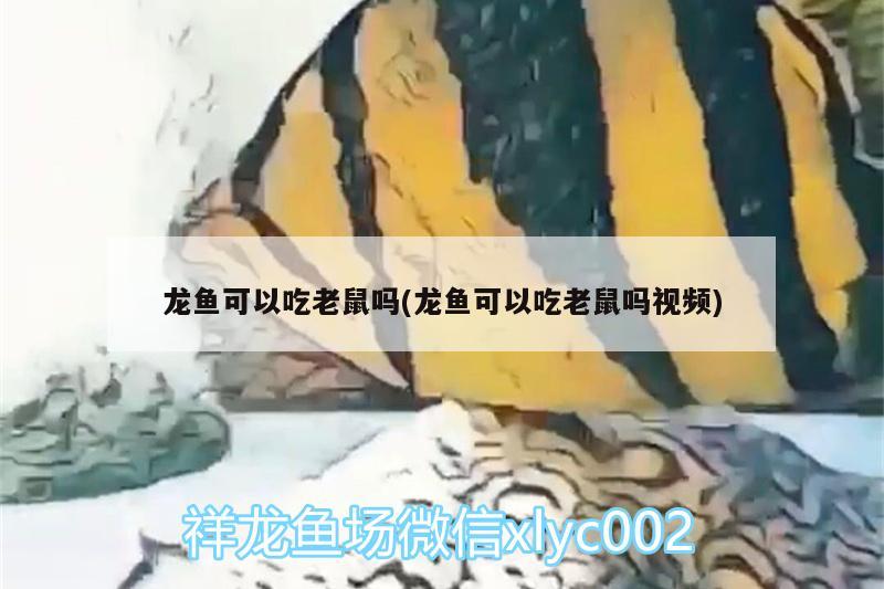 龍魚可以吃老鼠嗎(龍魚可以吃老鼠嗎視頻) 粗線銀版魚