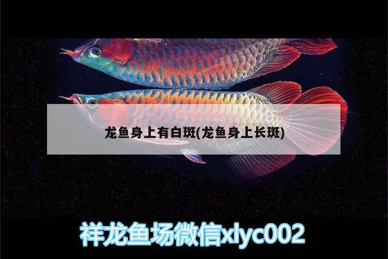 龍魚身上有白斑(龍魚身上長(zhǎng)斑)