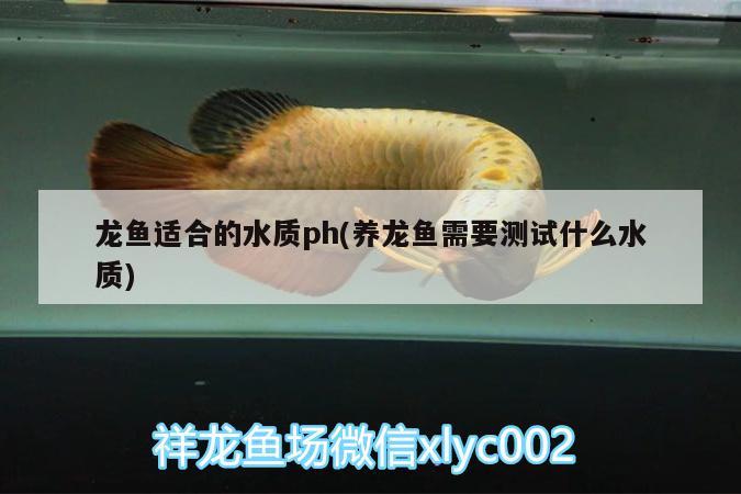 龍魚適合的水質(zhì)ph(養(yǎng)龍魚需要測試什么水質(zhì))