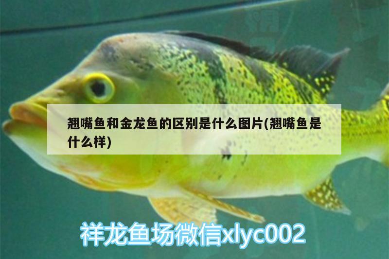 翹嘴魚和金龍魚的區(qū)別是什么圖片(翹嘴魚是什么樣)