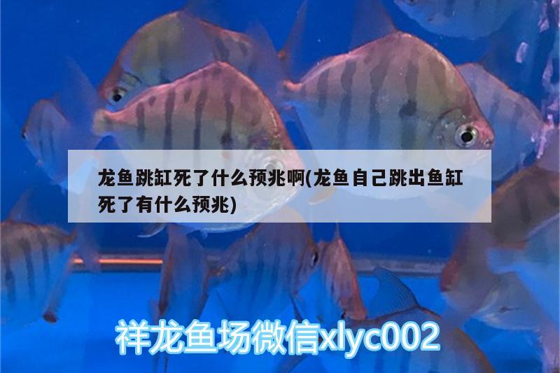 龍魚跳缸死了什么預(yù)兆啊(龍魚自己跳出魚缸死了有什么預(yù)兆)