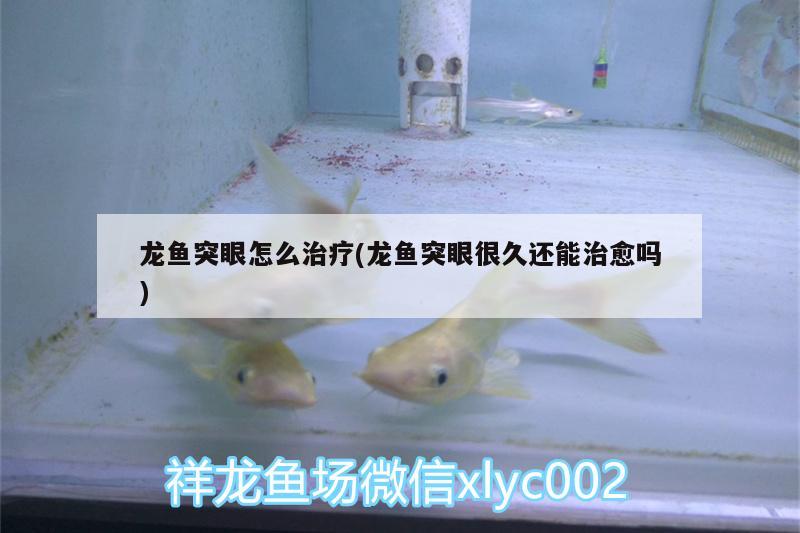 龍魚突眼怎么治療(龍魚突眼很久還能治愈嗎) 委內(nèi)瑞拉奧里諾三間魚苗