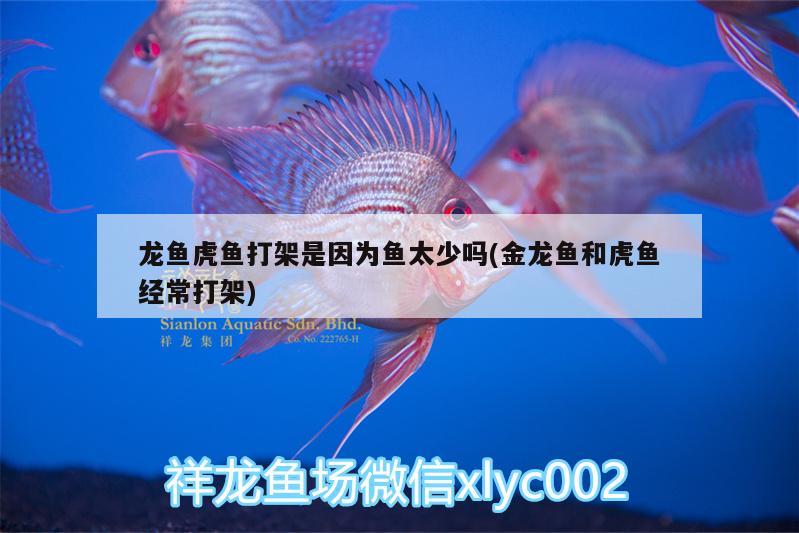 龍魚虎魚打架是因為魚太少嗎(金龍魚和虎魚經(jīng)常打架)