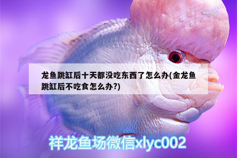 龍魚跳缸后十天都沒吃東西了怎么辦(金龍魚跳缸后不吃食怎么辦?)