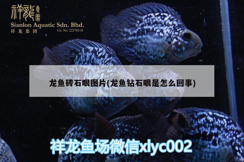 龍魚磚石眼圖片(龍魚鉆石眼是怎么回事)