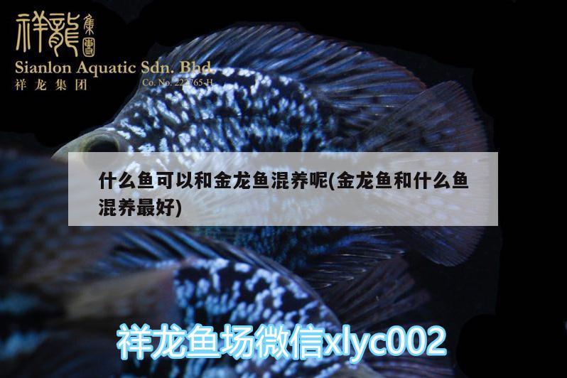 什么魚可以和金龍魚混養(yǎng)呢(金龍魚和什么魚混養(yǎng)最好)