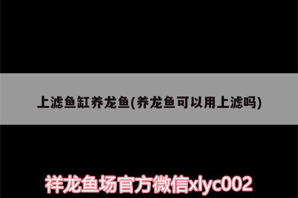 上濾魚缸養(yǎng)龍魚(養(yǎng)龍魚可以用上濾嗎) 和尚魚