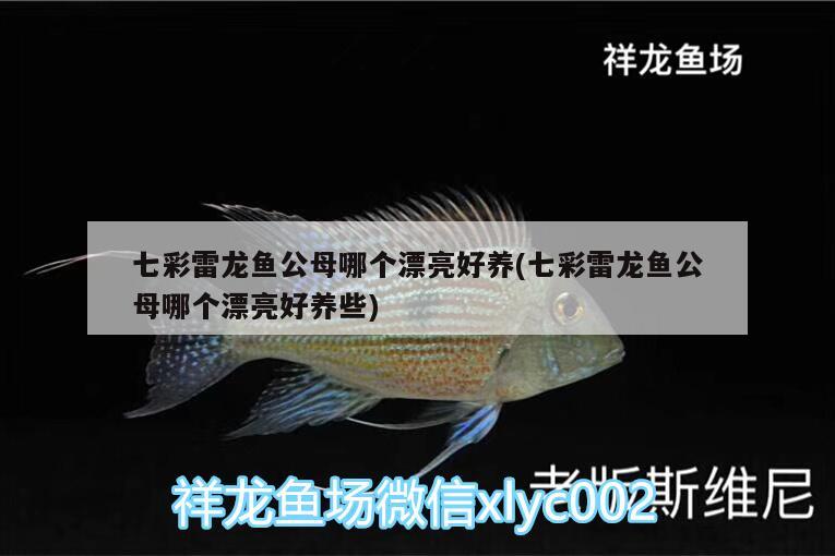 七彩雷龍魚公母哪個漂亮好養(yǎng)(七彩雷龍魚公母哪個漂亮好養(yǎng)些) 殺菌消毒設(shè)備