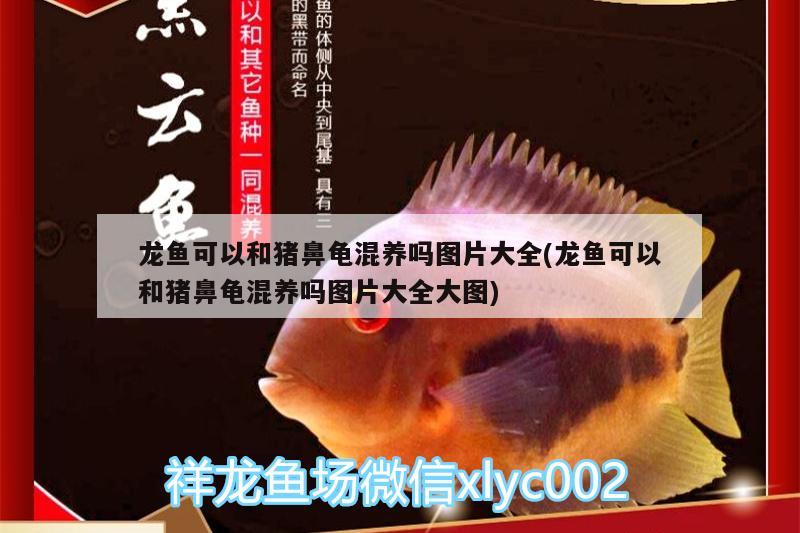 龍魚(yú)可以和豬鼻龜混養(yǎng)嗎圖片大全(龍魚(yú)可以和豬鼻龜混養(yǎng)嗎圖片大全大圖)