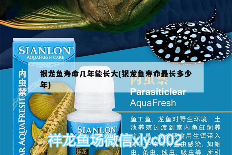 銀龍魚壽命幾年能長大(銀龍魚壽命最長多少年) 銀龍魚百科 第2張