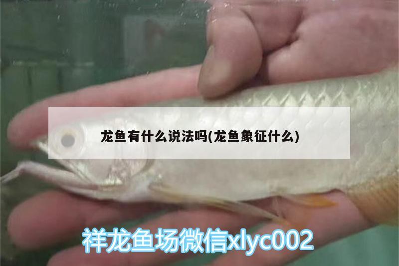 龍魚(yú)有什么說(shuō)法嗎(龍魚(yú)象征什么) 鴨嘴鯊魚(yú)