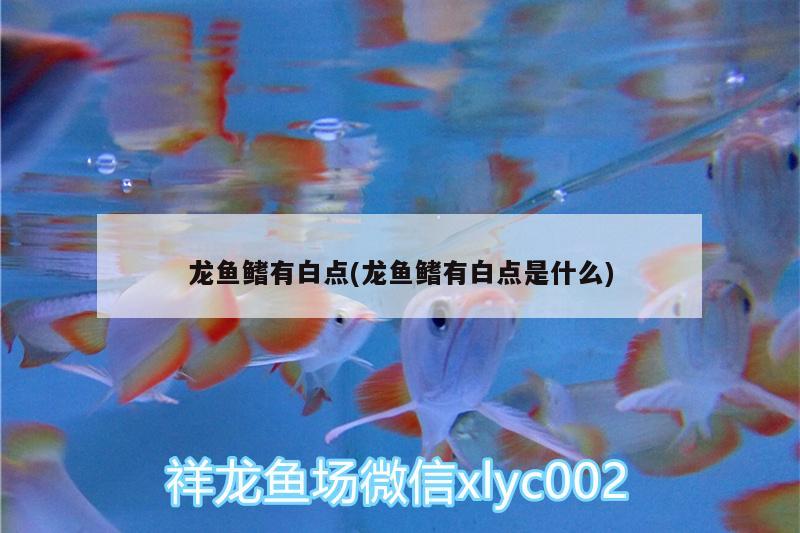 龍魚(yú)鰭有白點(diǎn)(龍魚(yú)鰭有白點(diǎn)是什么)