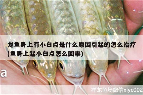 龍魚身上有小白點是什么原因引起的怎么治療(魚身上起小白點怎么回事) 泰國虎魚