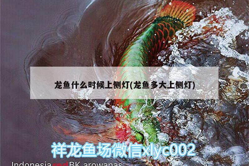 龍魚什么時候上側(cè)燈(龍魚多大上側(cè)燈) 超血紅龍魚