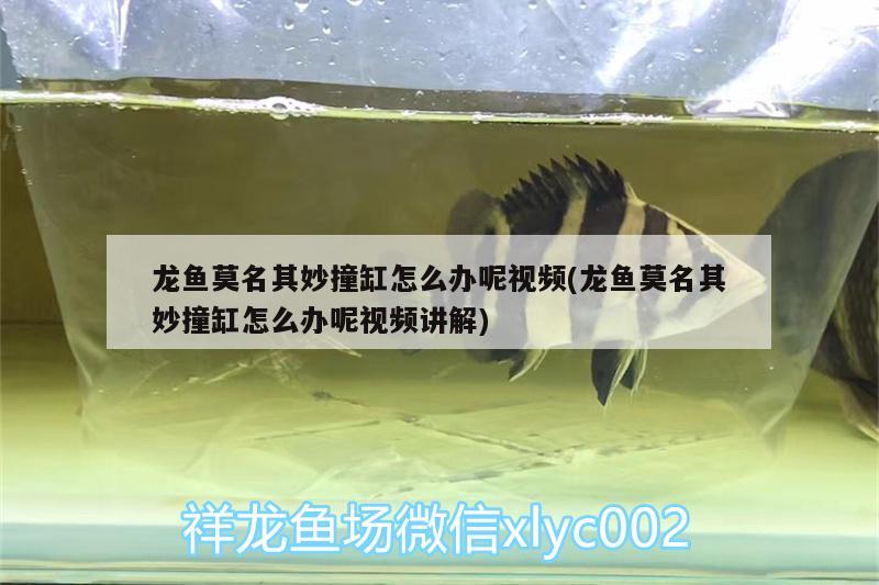 龍魚莫名其妙撞缸怎么辦呢視頻(龍魚莫名其妙撞缸怎么辦呢視頻講解) 翡翠鳳凰魚