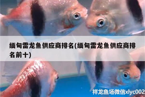 緬甸雷龍魚供應(yīng)商排名(緬甸雷龍魚供應(yīng)商排名前十)