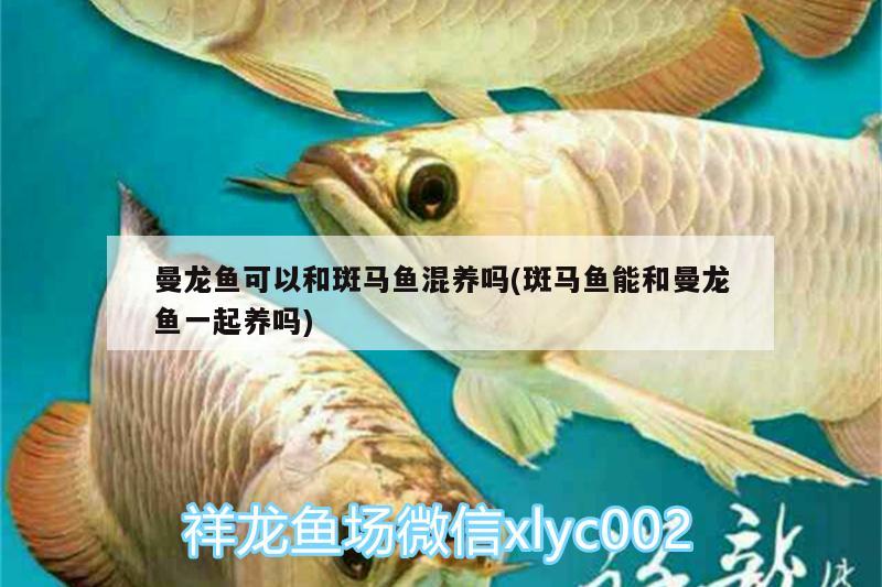 曼龍魚可以和斑馬魚混養(yǎng)嗎(斑馬魚能和曼龍魚一起養(yǎng)嗎) 黑帝王魟魚