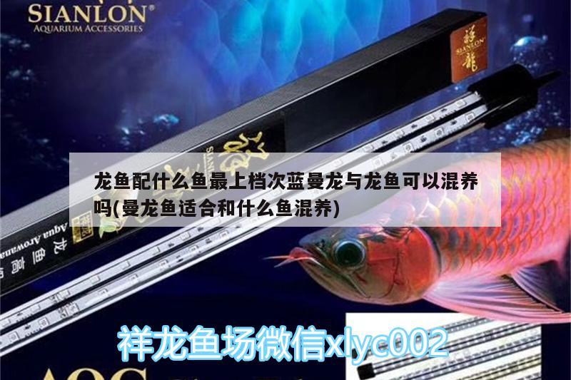 龍魚配什么魚最上檔次藍(lán)曼龍與龍魚可以混養(yǎng)嗎(曼龍魚適合和什么魚混養(yǎng))