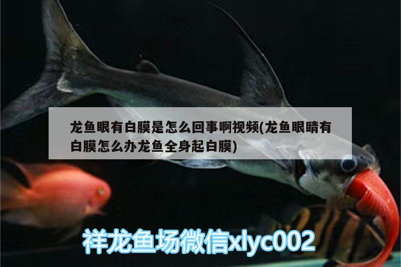 龍魚(yú)眼有白膜是怎么回事啊視頻(龍魚(yú)眼睛有白膜怎么辦龍魚(yú)全身起白膜)