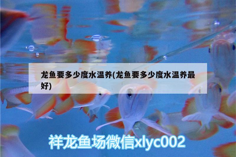 龍魚要多少度水溫養(yǎng)(龍魚要多少度水溫養(yǎng)最好) 胭脂孔雀龍魚