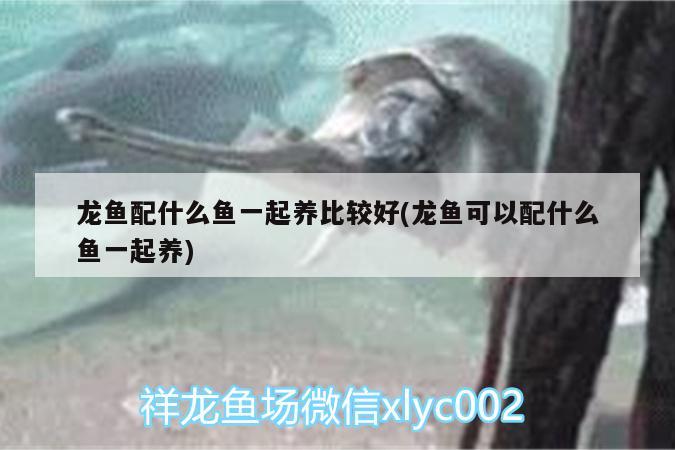 龍魚配什么魚一起養(yǎng)比較好(龍魚可以配什么魚一起養(yǎng)) 泰龐海蓮魚