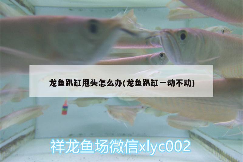 龍魚趴缸甩頭怎么辦(龍魚趴缸一動(dòng)不動(dòng)) 觀賞魚百科