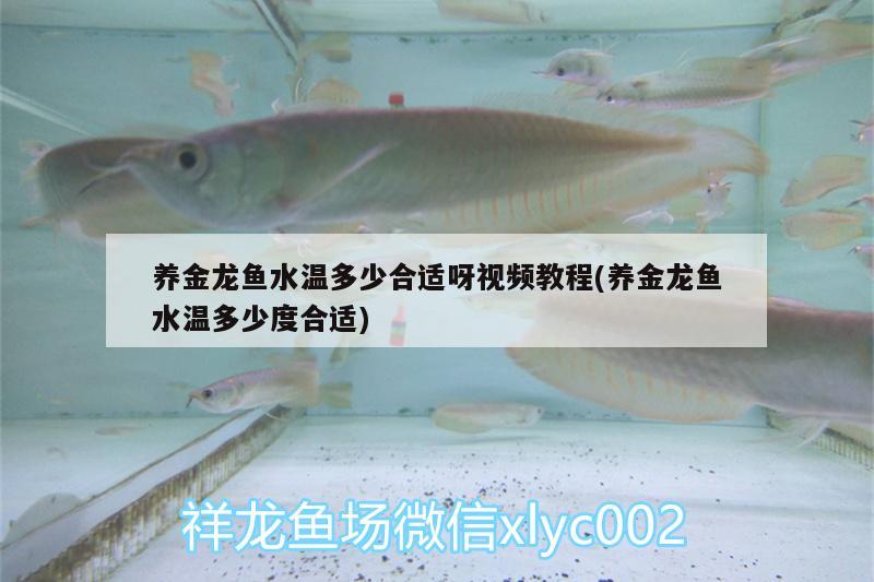 養(yǎng)金龍魚水溫多少合適呀視頻教程(養(yǎng)金龍魚水溫多少度合適)