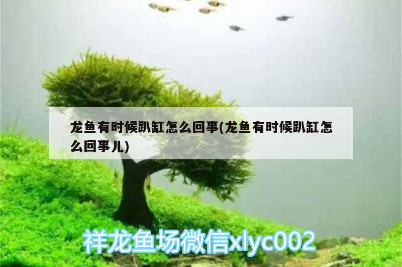 龍魚有時候趴缸怎么回事(龍魚有時候趴缸怎么回事兒) 銀龍魚