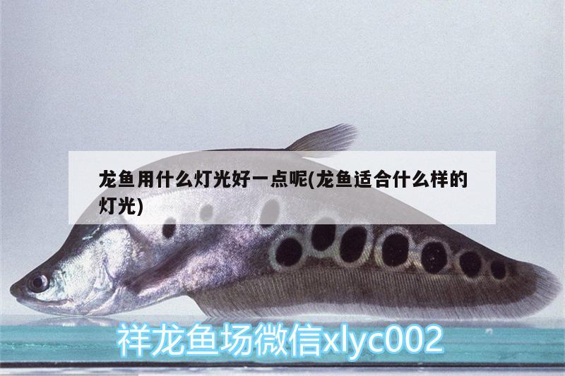 龍魚(yú)用什么燈光好一點(diǎn)呢(龍魚(yú)適合什么樣的燈光)