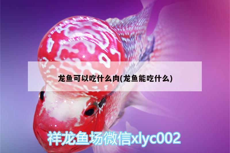 龍魚可以吃什么肉(龍魚能吃什么)