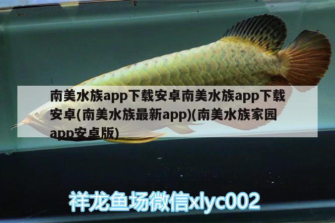 南美水族app下載安卓南美水族app下載安卓(南美水族最新app)(南美水族家園app安卓版) 銀河星鉆魚(yú)