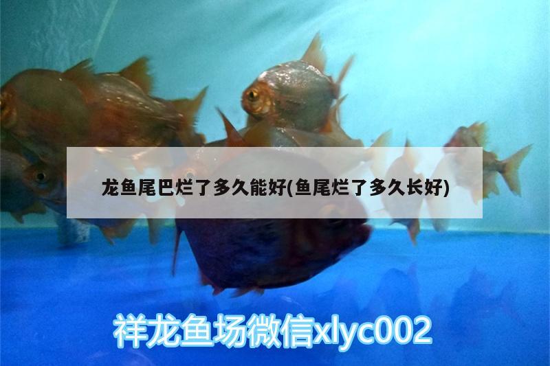 龍魚尾巴爛了多久能好(魚尾爛了多久長好) 藍帆三間魚