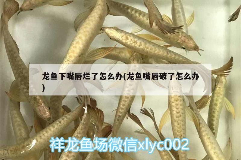 龍魚下嘴唇爛了怎么辦(龍魚嘴唇破了怎么辦) 黑白雙星魚