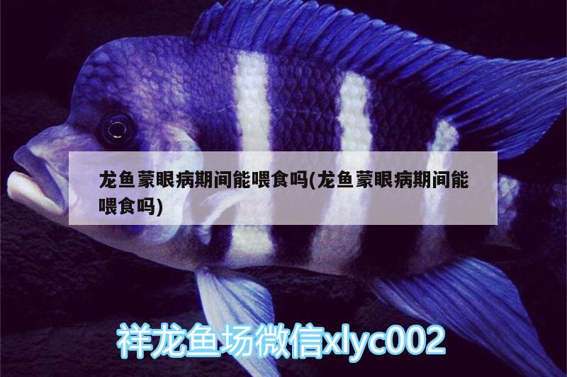 龍魚(yú)蒙眼病期間能喂食嗎(龍魚(yú)蒙眼病期間能喂食嗎) 金龍魚(yú)百科