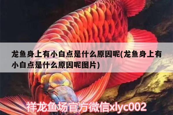 龍魚身上有小白點(diǎn)是什么原因呢(龍魚身上有小白點(diǎn)是什么原因呢圖片)