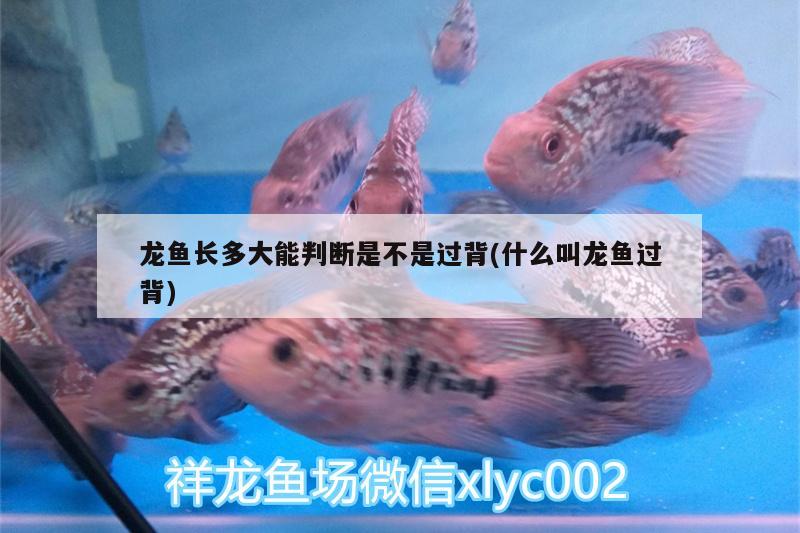 龍魚長多大能判斷是不是過背(什么叫龍魚過背)