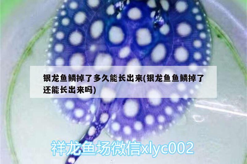 銀龍魚鱗掉了多久能長出來(銀龍魚魚鱗掉了還能長出來嗎)