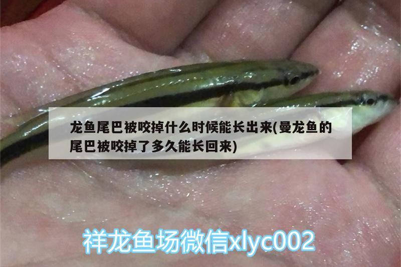 龍魚尾巴被咬掉什么時候能長出來(曼龍魚的尾巴被咬掉了多久能長回來) 廣州龍魚批發(fā)市場