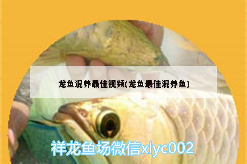 龍魚混養(yǎng)最佳視頻(龍魚最佳混養(yǎng)魚)