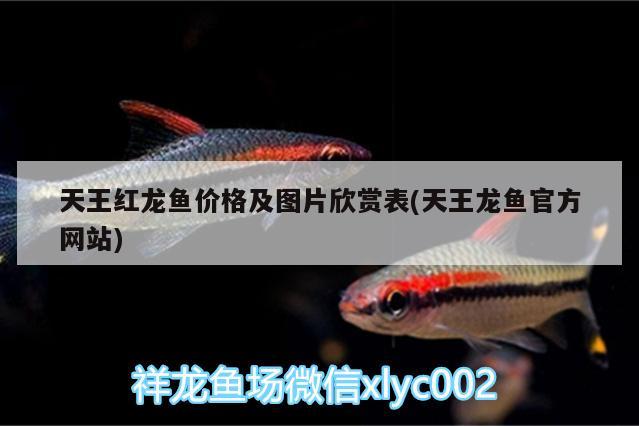 天王紅龍魚(yú)價(jià)格及圖片欣賞表(天王龍魚(yú)官方網(wǎng)站) 天王紅龍