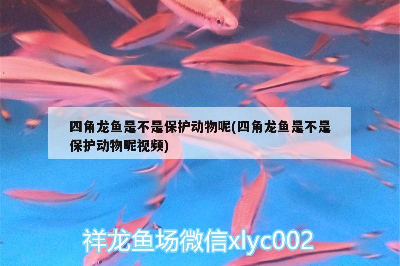 四角龍魚是不是保護動物呢(四角龍魚是不是保護動物呢視頻)