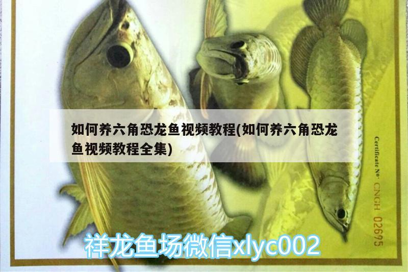 如何養(yǎng)六角恐龍魚視頻教程(如何養(yǎng)六角恐龍魚視頻教程全集)