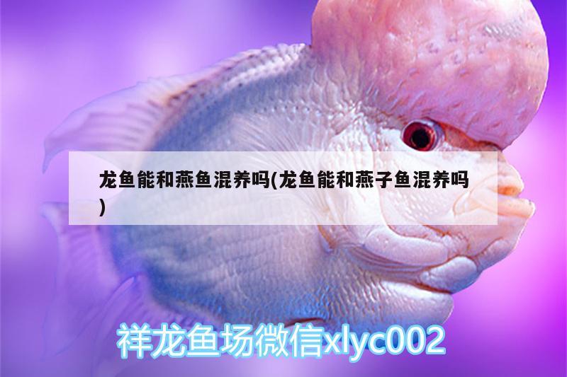 龍魚能和燕魚混養(yǎng)嗎(龍魚能和燕子魚混養(yǎng)嗎) 印尼紅龍魚