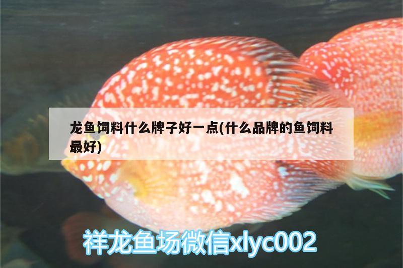 龍魚飼料什么牌子好一點(什么品牌的魚飼料最好) 白子銀龍魚苗