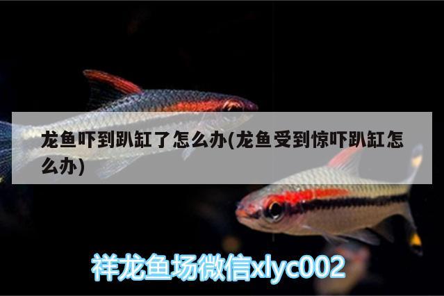 龍魚嚇到趴缸了怎么辦(龍魚受到驚嚇趴缸怎么辦) 除藻劑