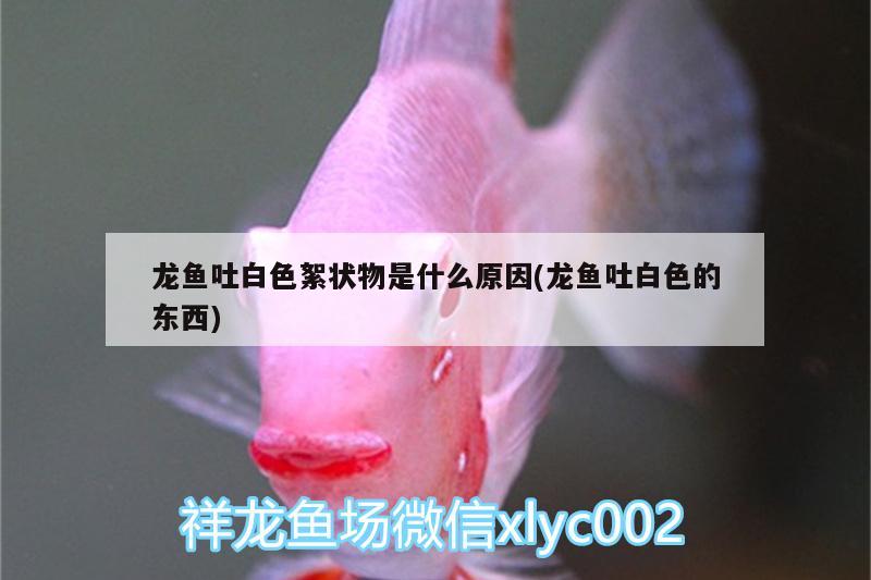 龍魚吐白色絮狀物是什么原因(龍魚吐白色的東西)