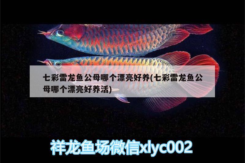 七彩雷龍魚公母哪個漂亮好養(yǎng)(七彩雷龍魚公母哪個漂亮好養(yǎng)活) 恐龍王魚