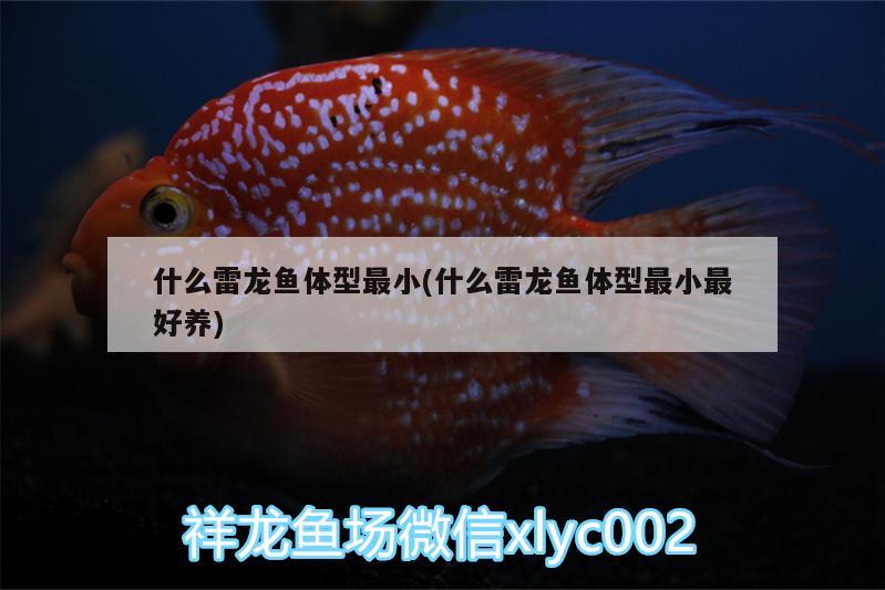 什么雷龍魚體型最小(什么雷龍魚體型最小最好養(yǎng))