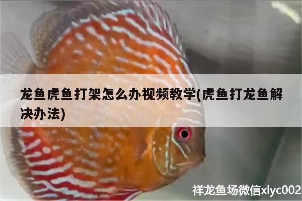 龍魚虎魚打架怎么辦視頻教學(虎魚打龍魚解決辦法)