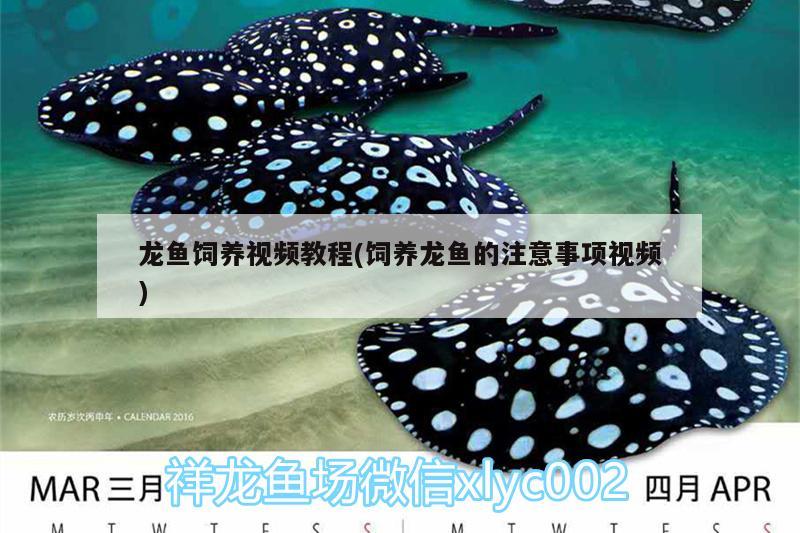 龍魚飼養(yǎng)視頻教程(飼養(yǎng)龍魚的注意事項(xiàng)視頻)